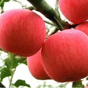 山东天地园艺科技有限公司-苹果苗的冬季催芽处理