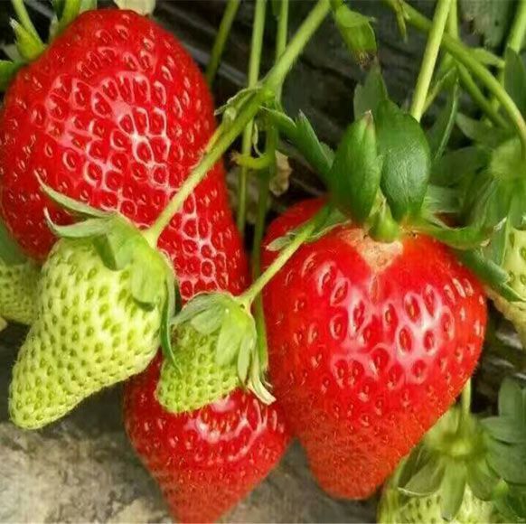 山东天地园艺科技有限公司-草莓苗促进果实着色，增进品质