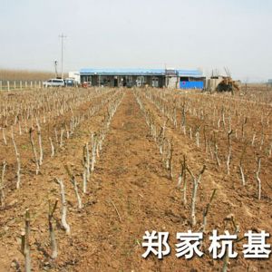 郑家杭基地