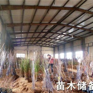 苗木储备室