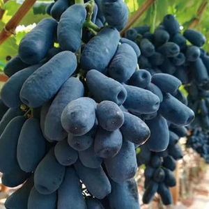 蓝宝石葡萄