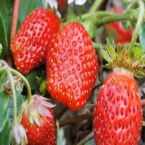 香野草莓.jpg