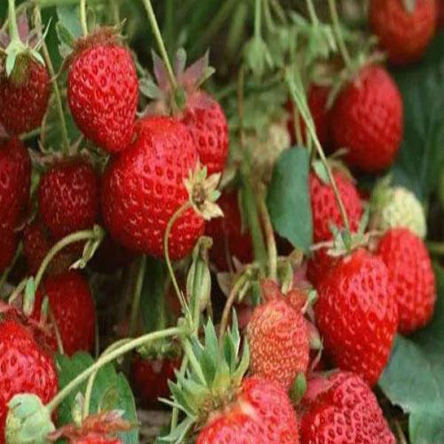 香野草莓1.jpg