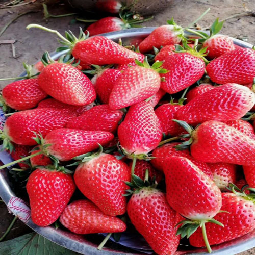 香野草莓888.jpg