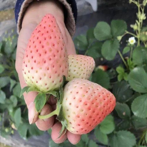 粉玉草莓
